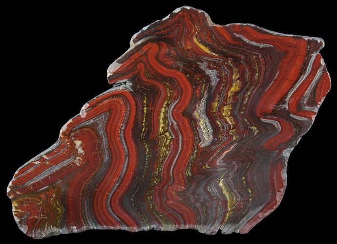 Polished Tiger Iron Stromatolite - ( Billion Years) #64005